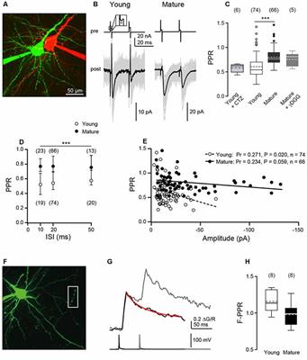 Developmental Increase of Neocortical Presynaptic Efficacy via Maturation of Vesicle Replenishment